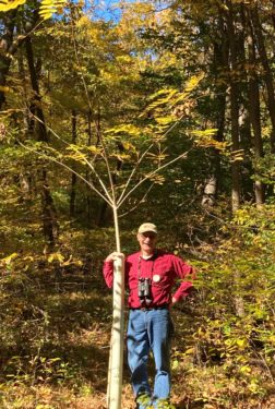A man stands next to a butternut tree growing from a tree tube in the woods. 