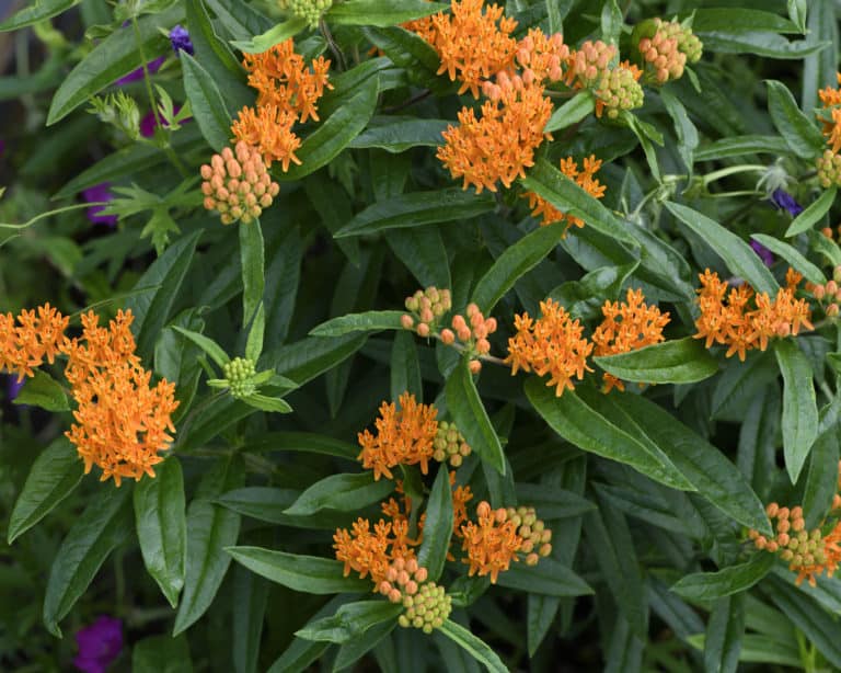 An orange-blossomed plant with dark green, oval leaves.