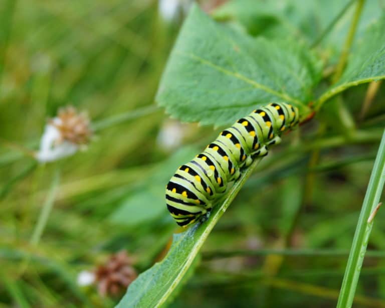 A black, yellow, and green caterpillar on a green leaf at Stoneleigh: a natural garden.