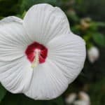 Close up on a rose swamp mallow in bloom.