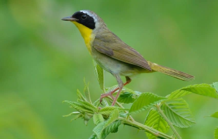 common yellow throat bird on green background