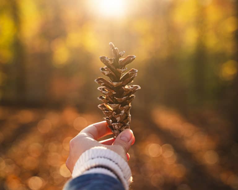Alt text: a stunning photo of someone's outstretched arm holding a pinecone in a forest with orange leaves and sunlight peeking through trees above.