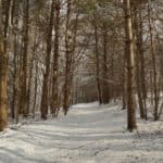 A snow covered trail leads through a forest of bare brown trees with small sticks littering the ground on top of the snow.