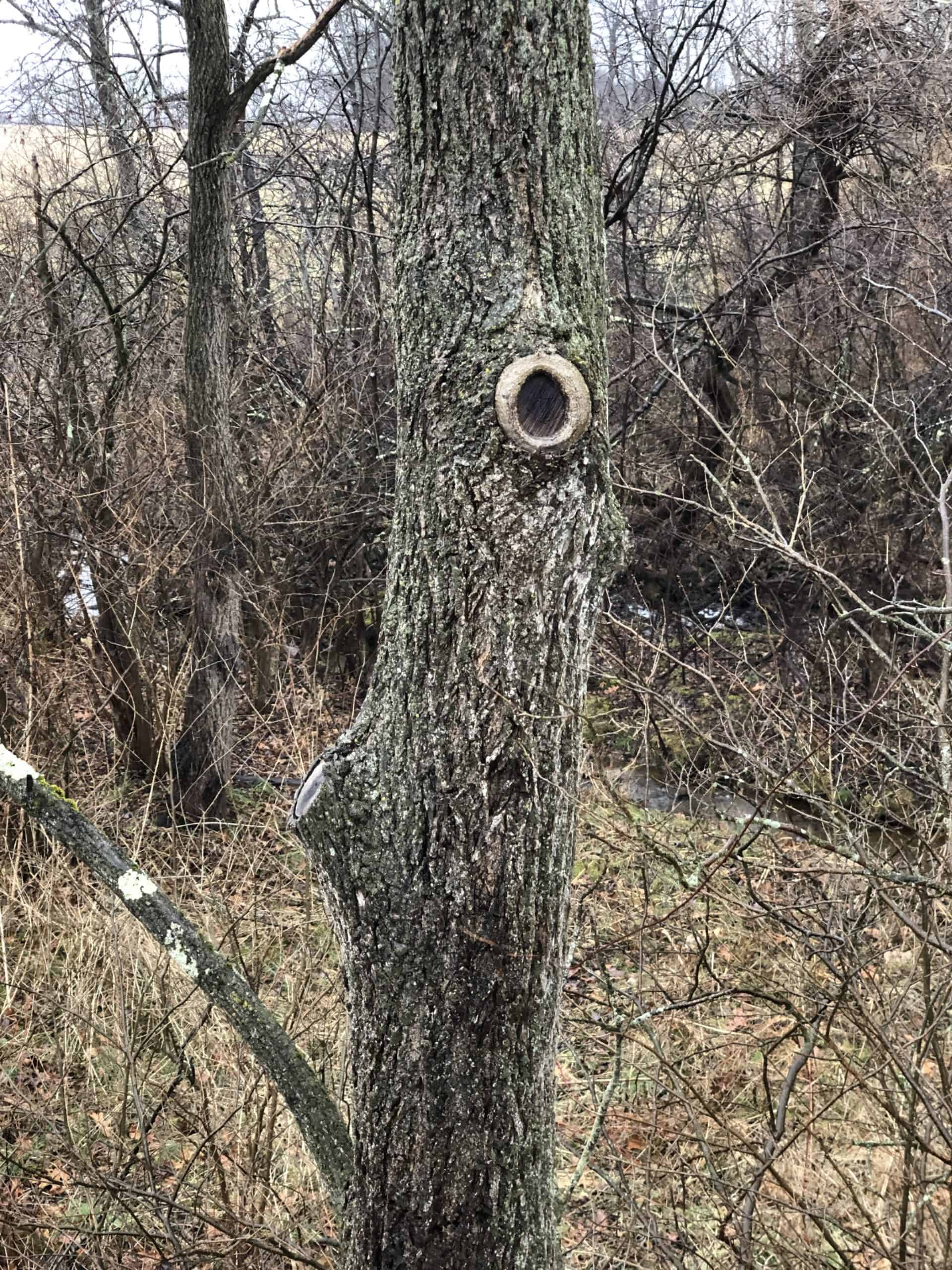 A walnut tree trunk where a branch was pruned grows new trunk tissue