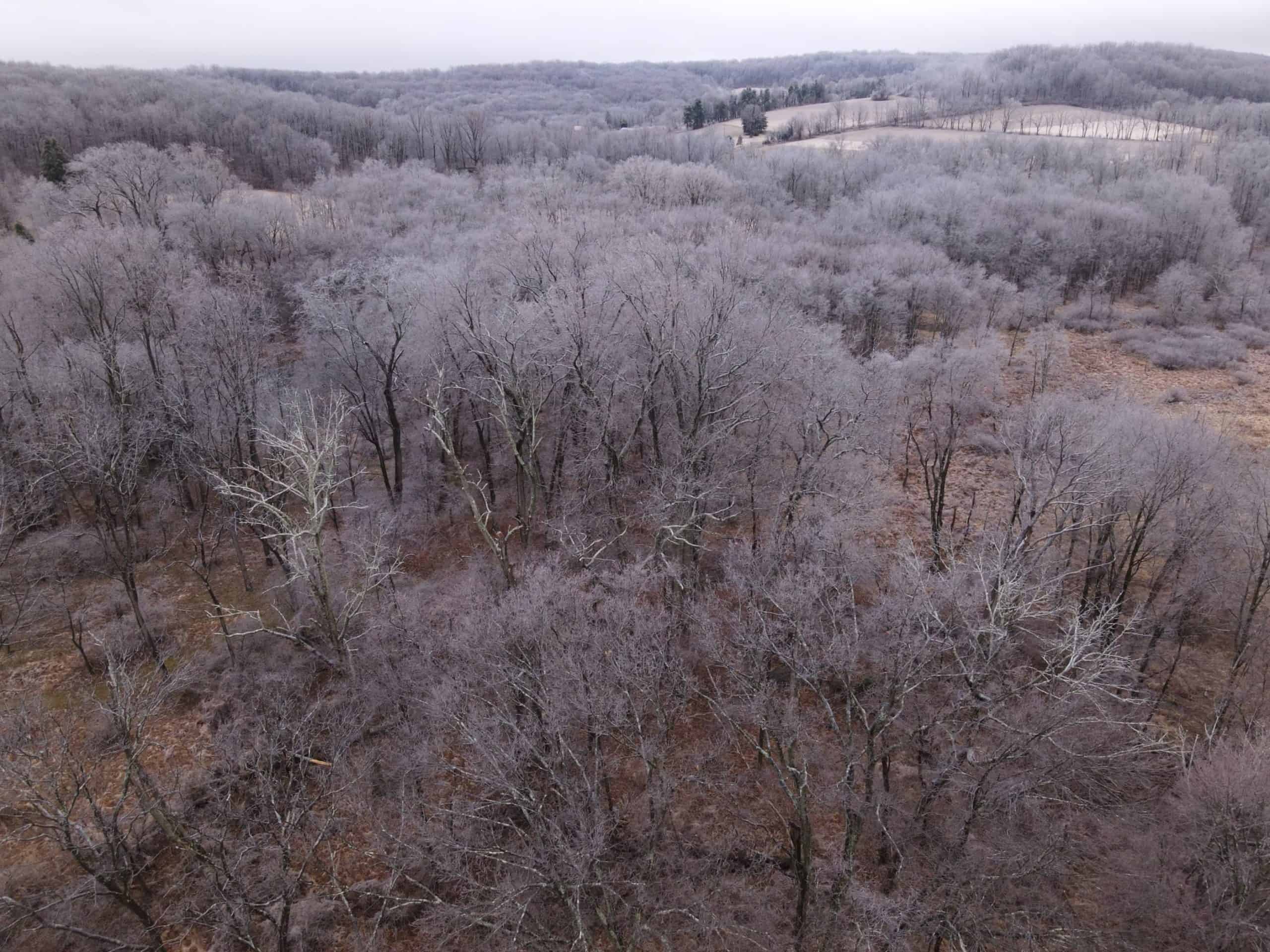 Forest trees coated with ice at Crow's Nest Preserve