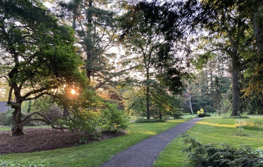 A path cuts through a green natural setting
