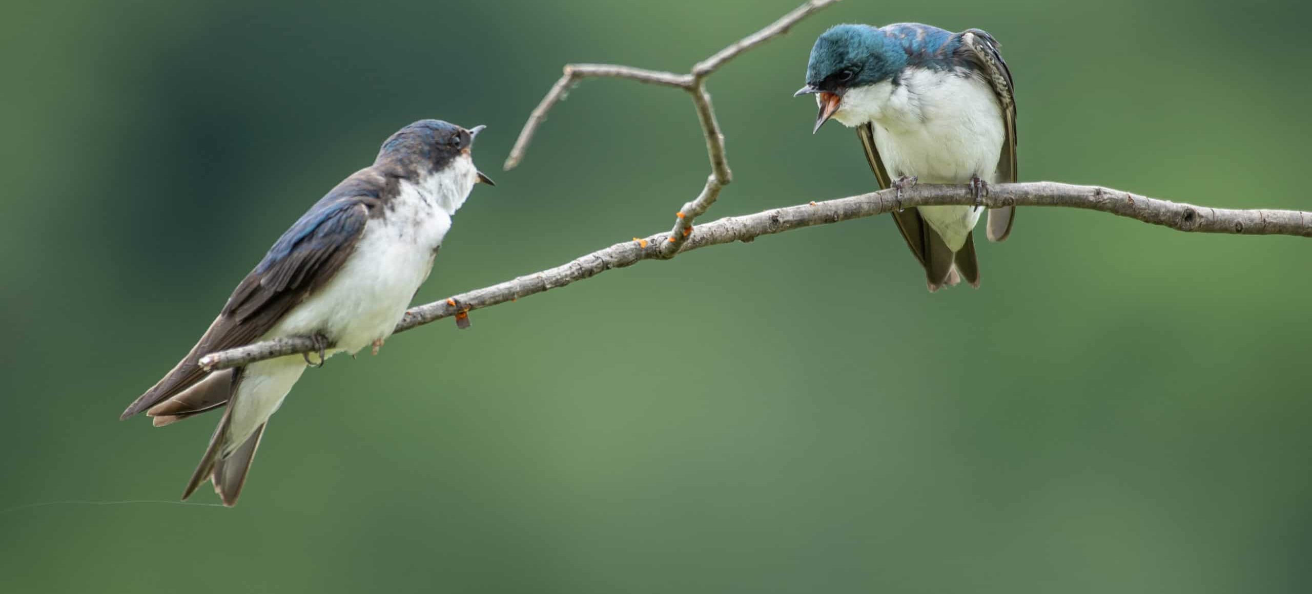Two bluish-gray and white Tree Swallows chatter at each other on a bare branch in early spring.