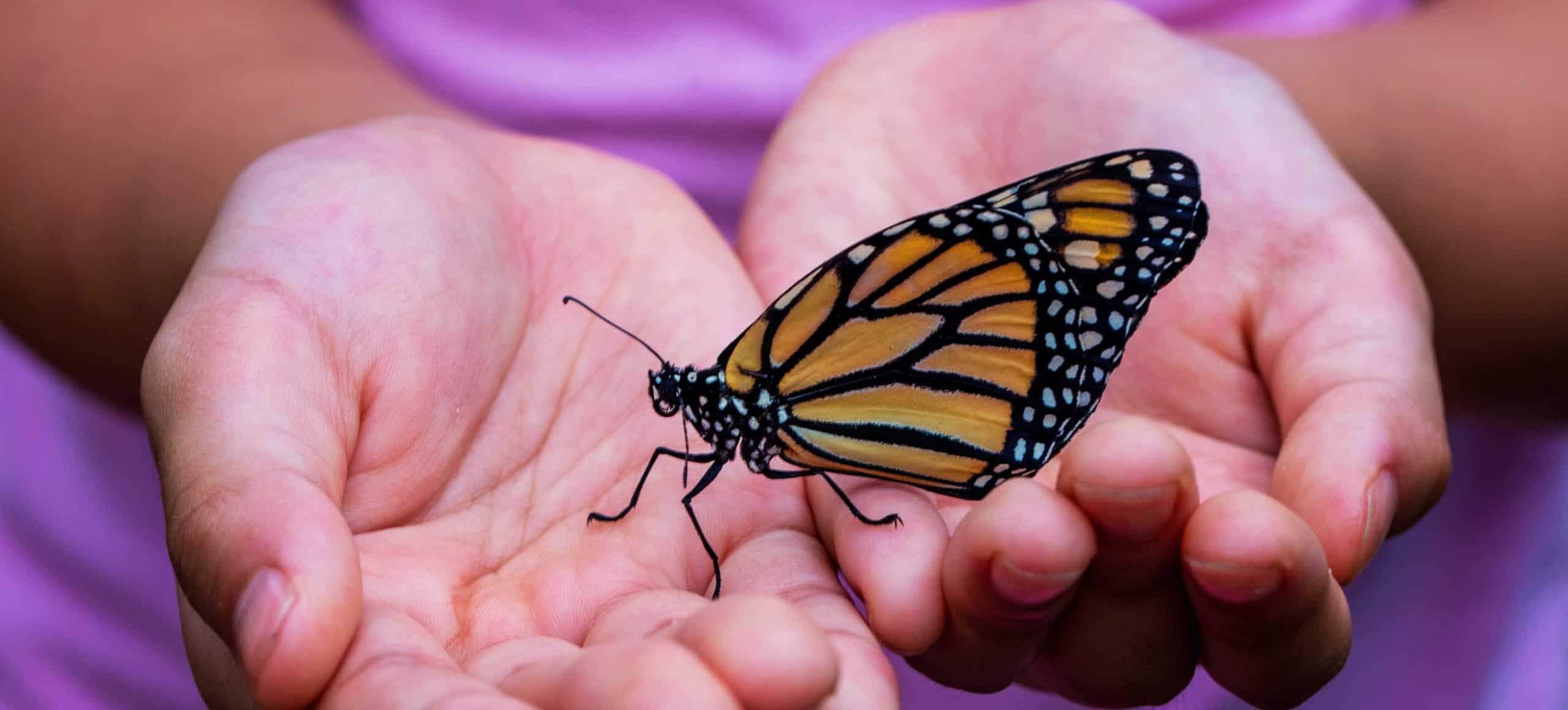 Close-up of a black and orange monarch butterfly perched in the palms of a child's hands