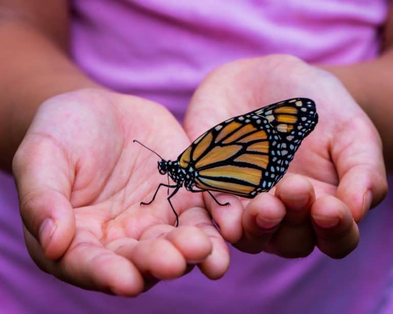 Close-up of a black and orange monarch butterfly perched in the palms of a child's hands