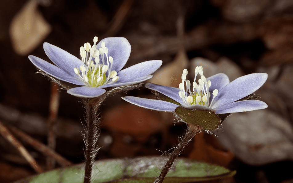 Two blooming blue wildflowers