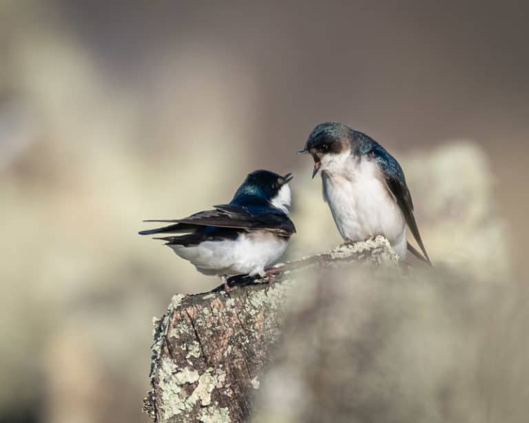 Two bluish-gray and white Tree Swallows chatter at each other on a bare branch in early spring.
