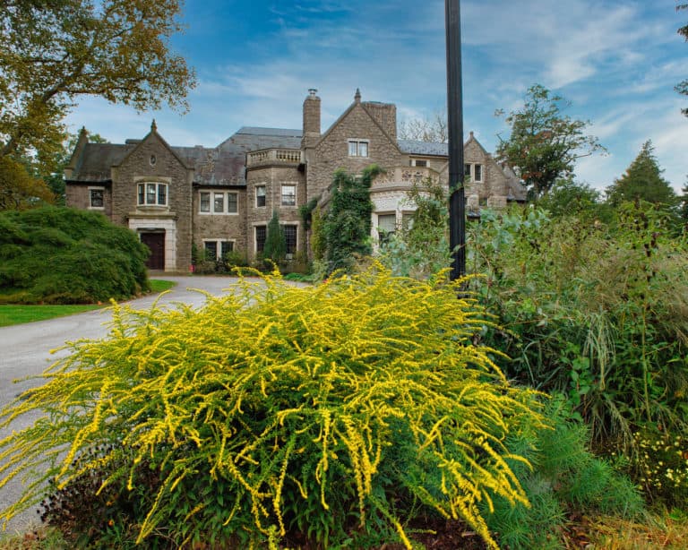 A Solidago rugosa 'Fireworks' blooming with the main house in the background.