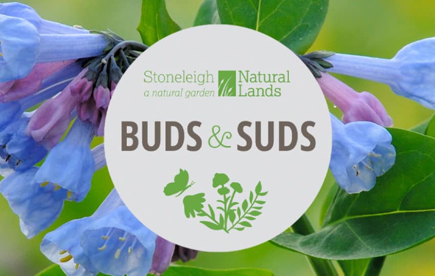 Buds & Suds logo with bluebells in the background