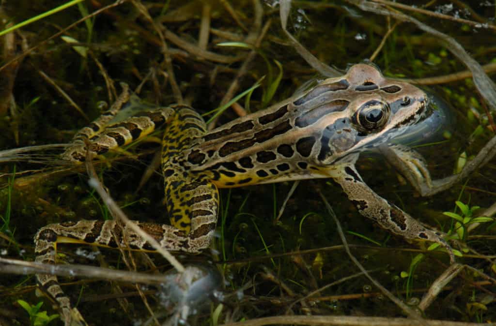 A brown and green and black frog swimming in a reedy marsh