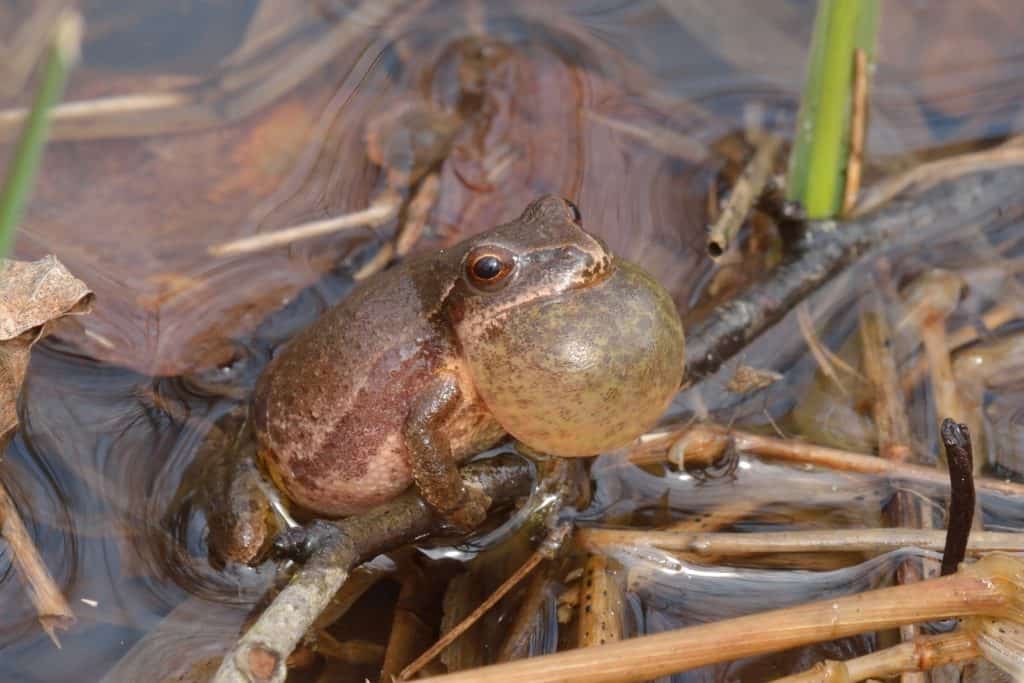 A brownish frog with its throat expanded like a balloon sitting in a wet, reedy marsh