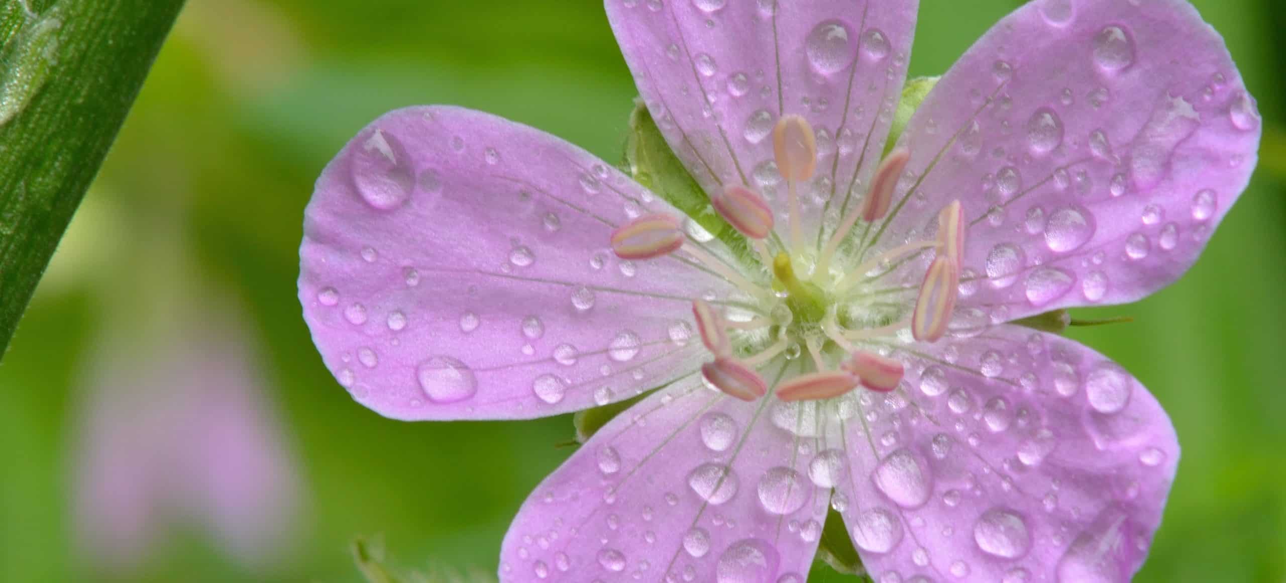 droplets of water on a close up of a pale purple flower