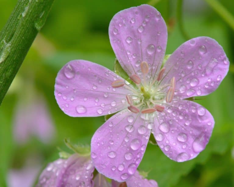 droplets of water on a close up of a pale purple flower