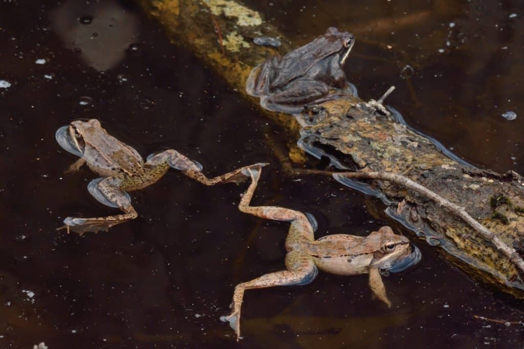Three small, brown frogs in a pool of water. One frog is perched on a branch; the other two are swimming in the water.