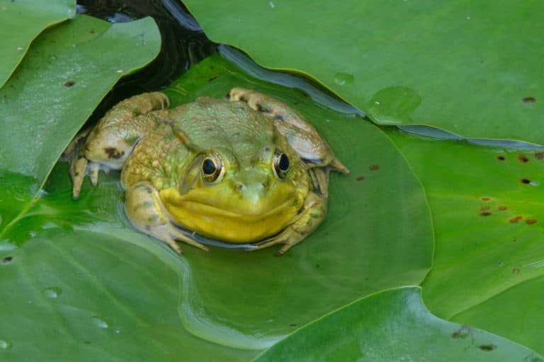 a small yellowish-green frog is perched on a wet green leaf