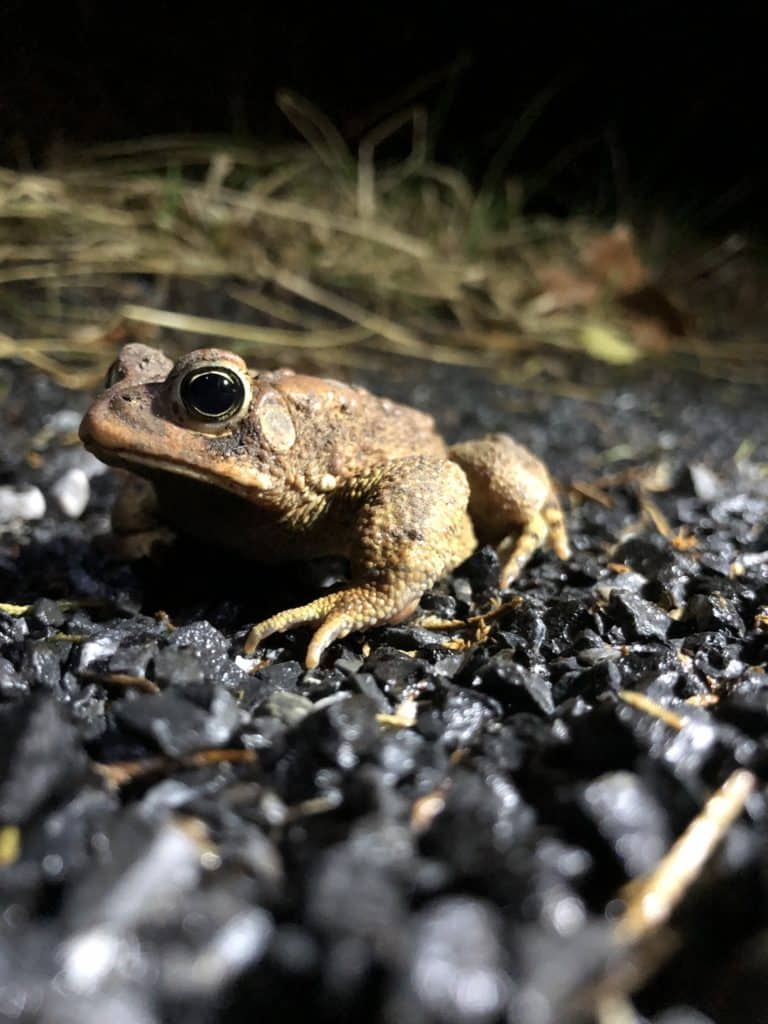 American toad crouching on road at night