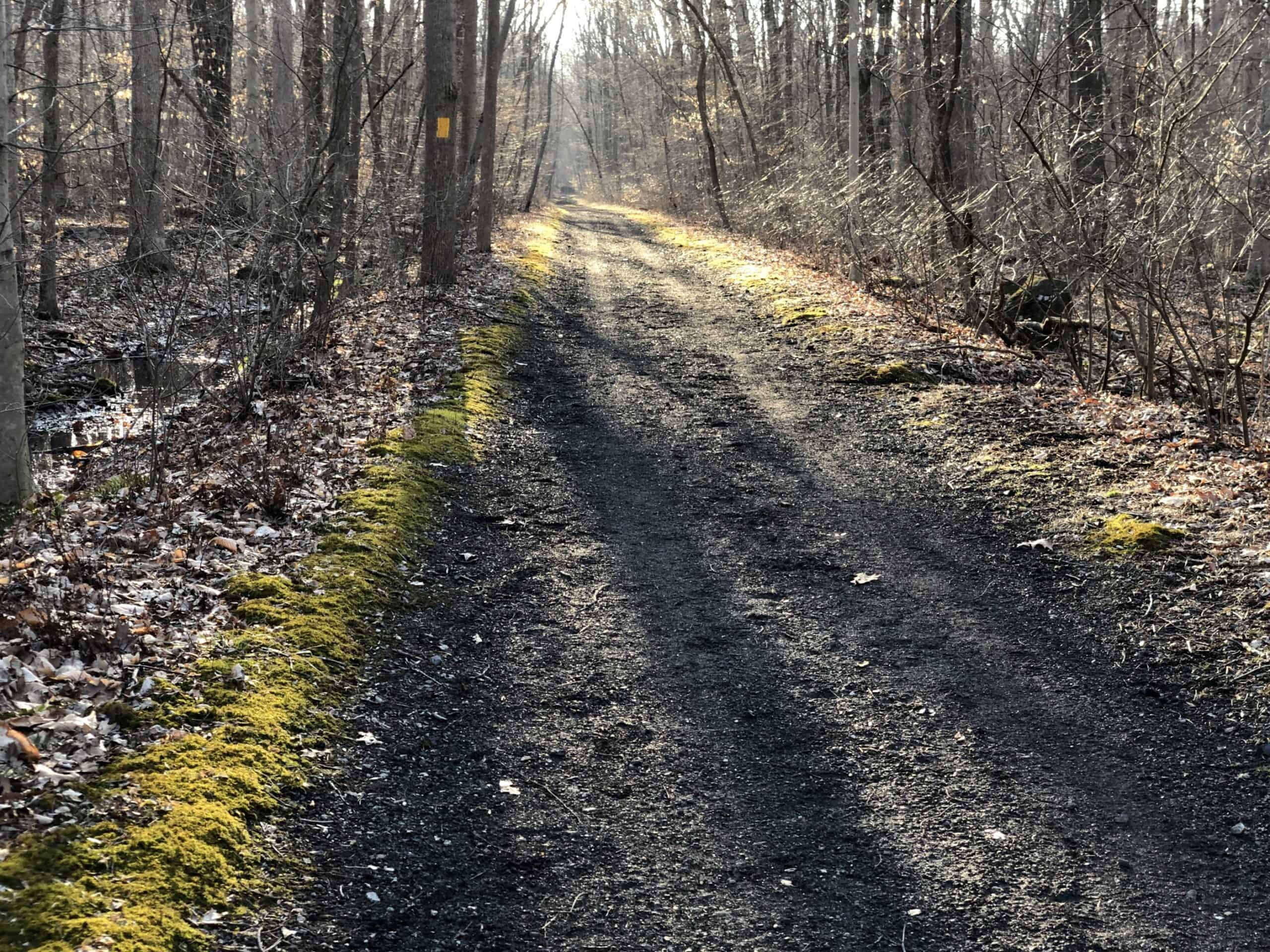 A long straight path through the woods (Horse-Shoe Trail at Crow's Nest)