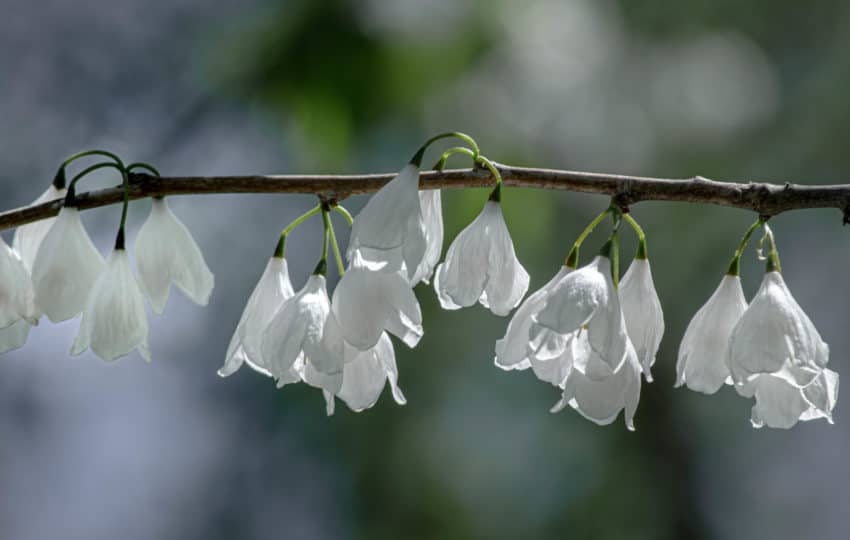 a close-up shot of white silverbell flowers hanging off a thin branch and catching the sun.