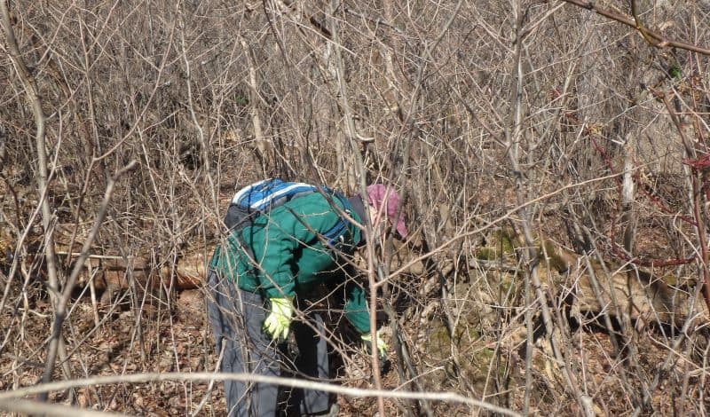 A volunteer cutting vines in very thick brush.