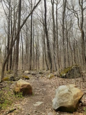 A trail through the forest at Haycock Mountain
