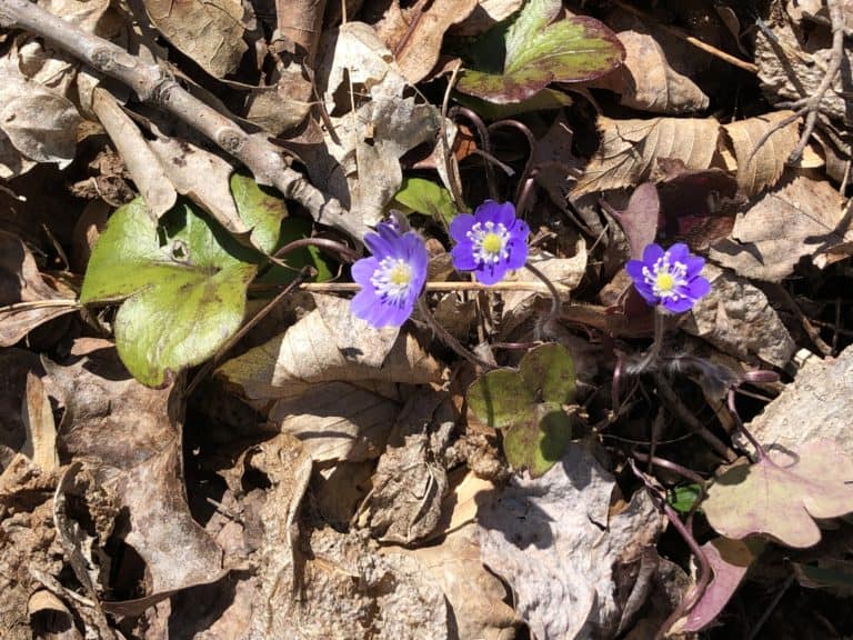Deep violet flowers of round-lobed hepatica poking up through leaves on the forest floor