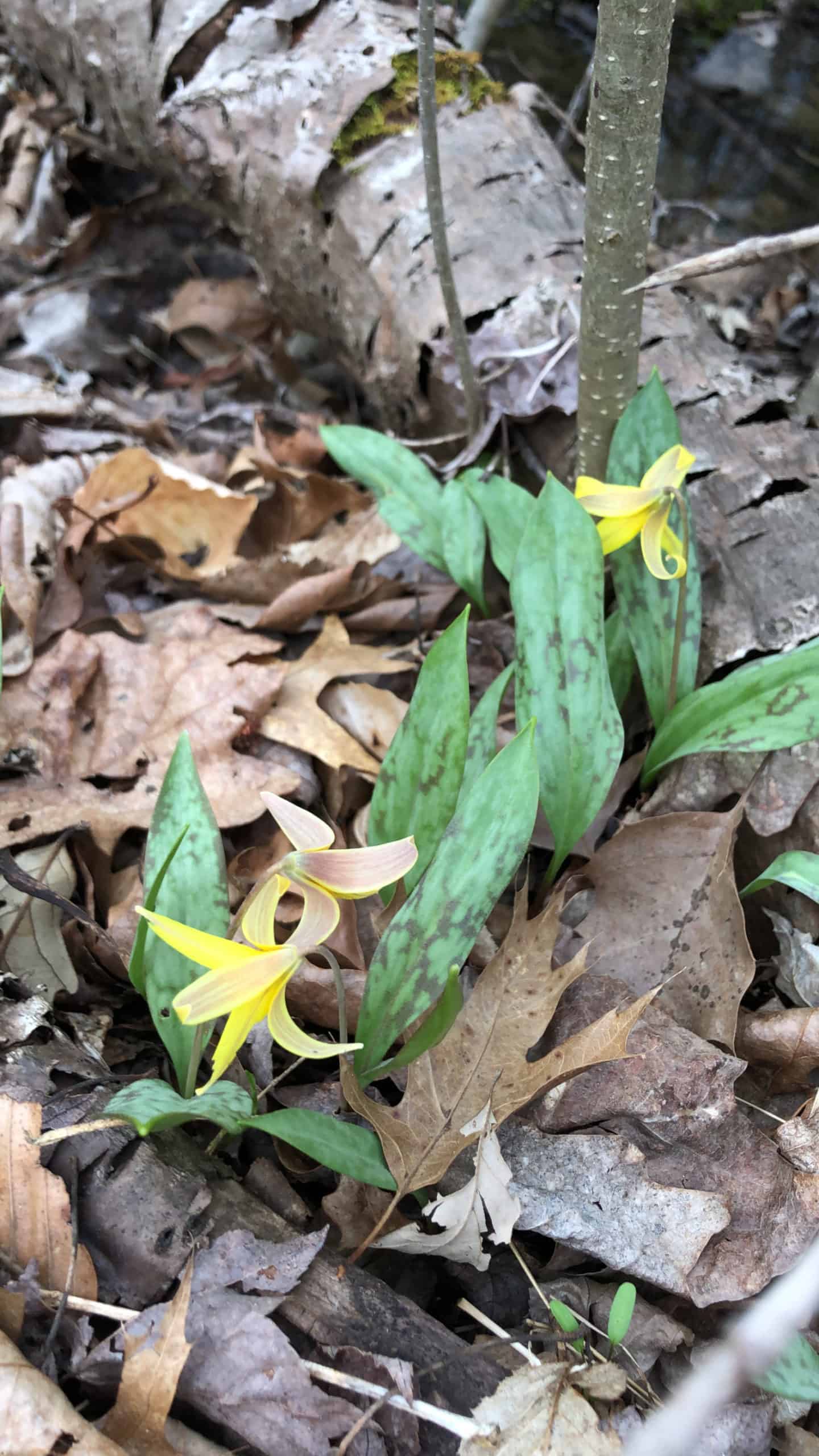 Trout-lily flowers and leaves