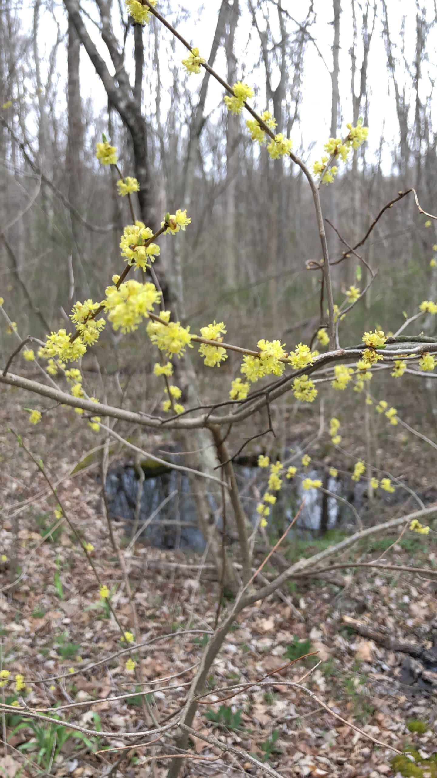 Spicebush flowers in the woods