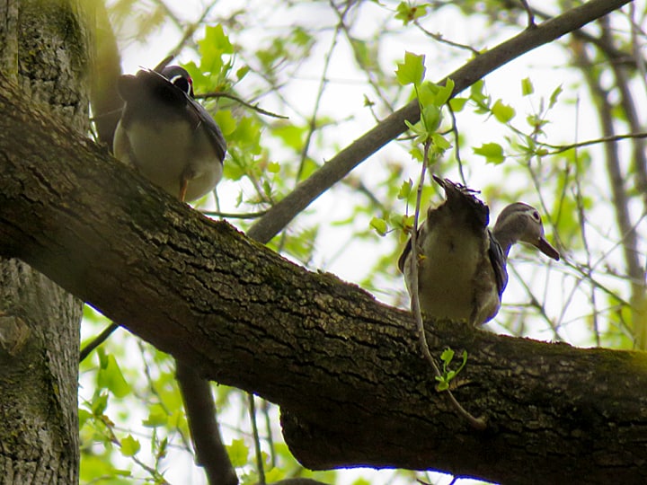 A pair of Wood Ducks perched on a tree limb.