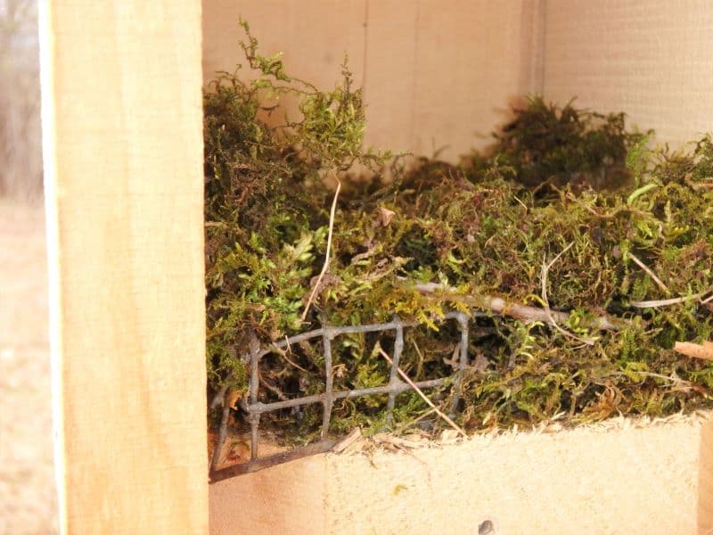 The beginnings of a Chickadee nest.  Moss in a nest box.