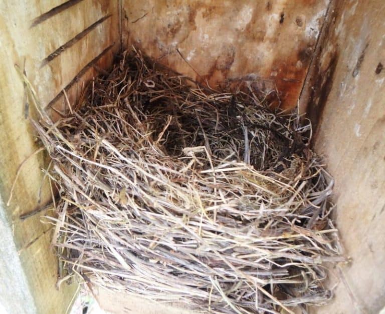 A Bluebird Nest in nest box.