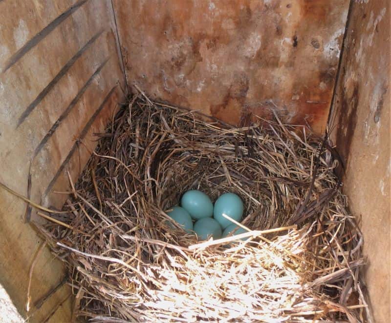 A bluebird nest with five eggs.