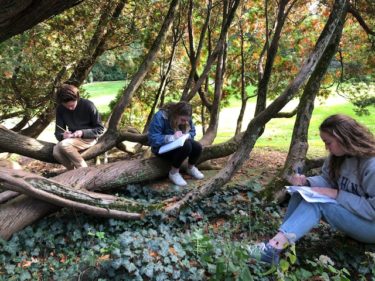Three students sit on tree branches and write