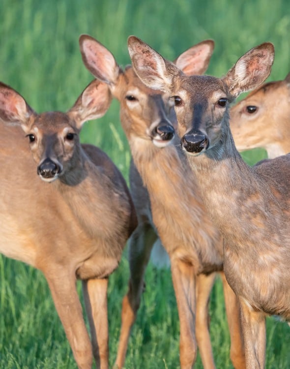 A herd of female white-tailed deer