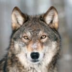 Close up of a gray wolf