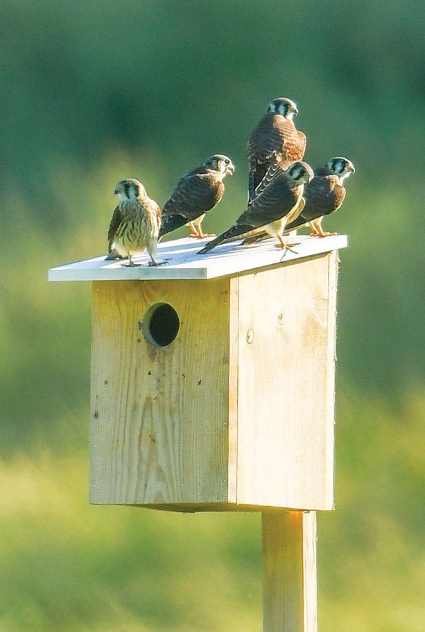 a family of American Kestrels perched on top of a nest box