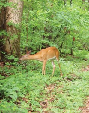A hungry white-tailed deer chews forest vegetation