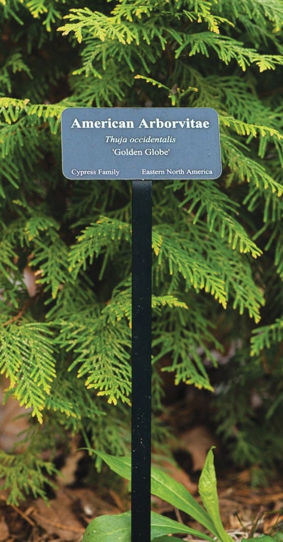 Photo of a plant label in front of an evergreen tree