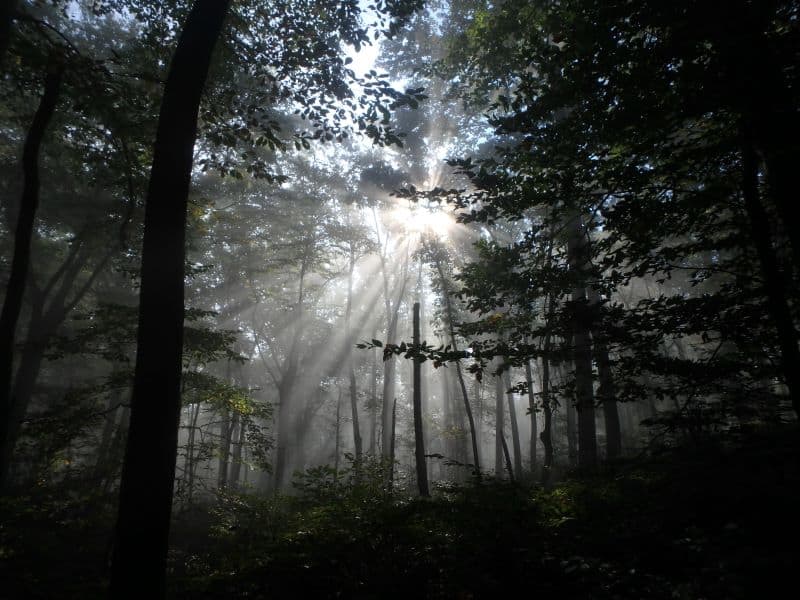 The sun rays streaming through a dark forest.