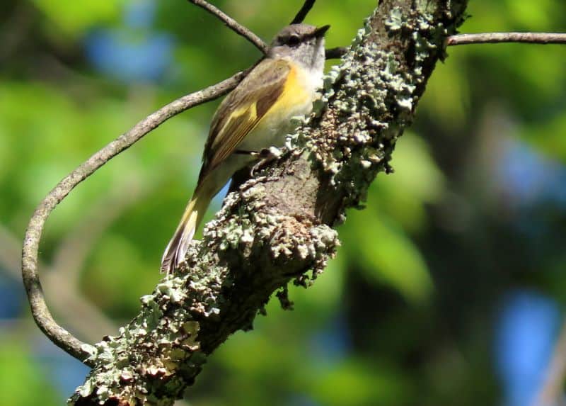 A female American Redstart perched on a lichen covered twig.