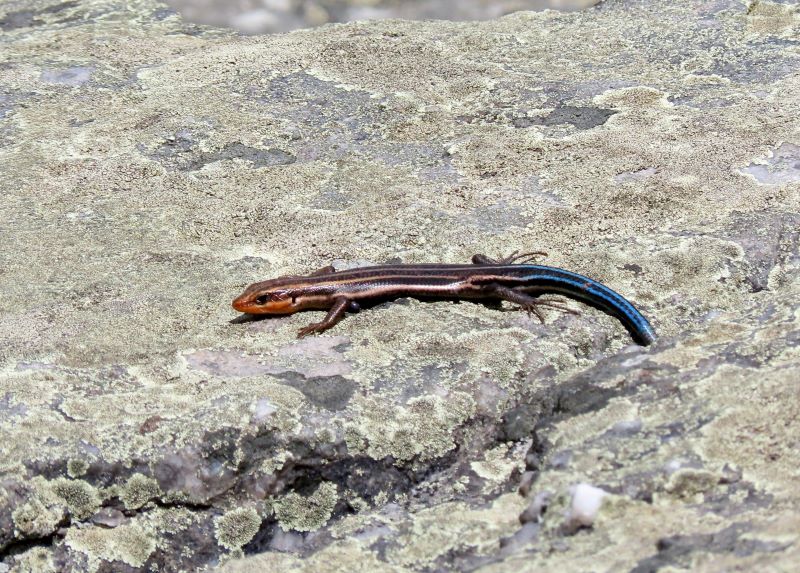 A Five-lined Skink with a blue tail.