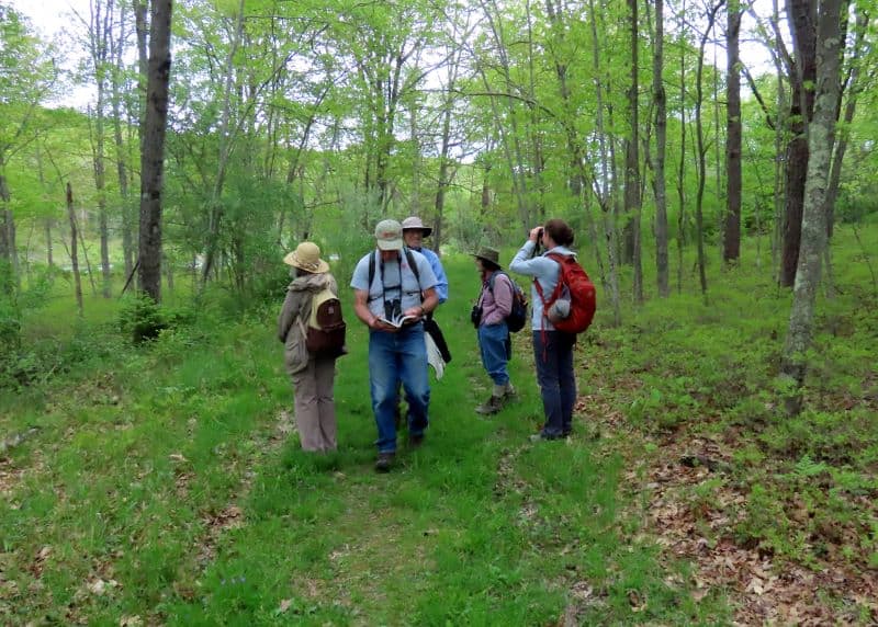 A group of birders walking down a forest trail. 