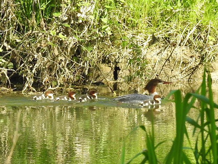 A female Common Merganser with her chicks chasing close behind here.
