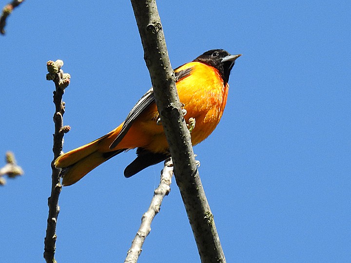 A Baltimore Oriole perched on a branch.