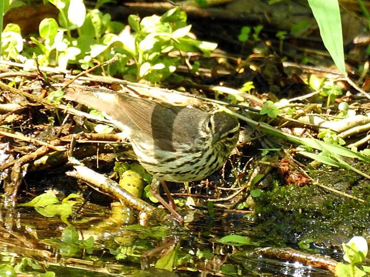 A Northern Waterthrush at the edge of water.