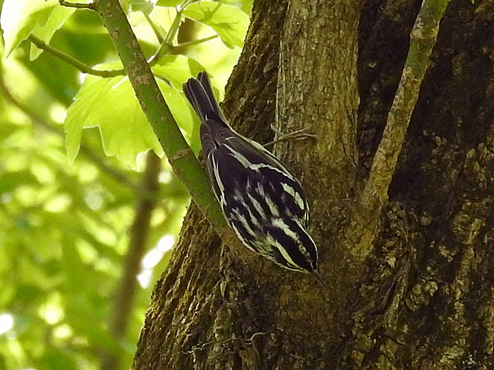 A Black and White Warbler working down a tree head first.