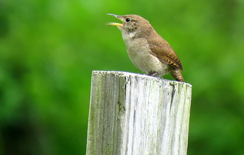 A House Wren perched on a wooden post.